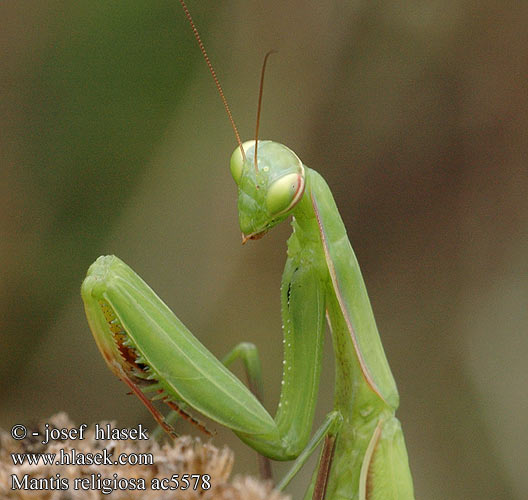 Mantis religiosa Modlivka zelená Kudlanka nábožná Bönsyrsa Europeisk kneler