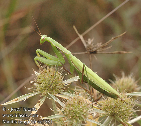 Mantis religiosa Kudlanka nábožná Bönsyrsa Europeisk kneler