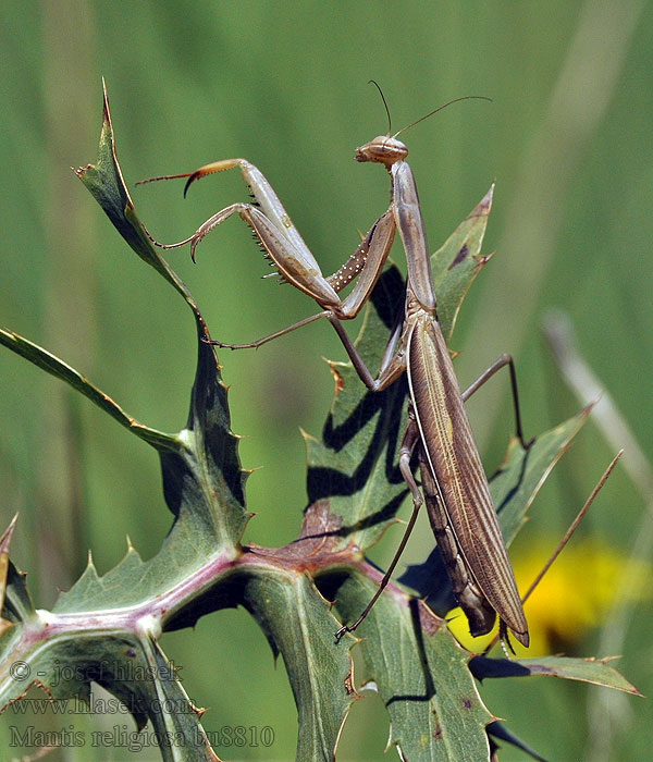 Mantis religiosa Modlivka zelená Kudlanka nábožná