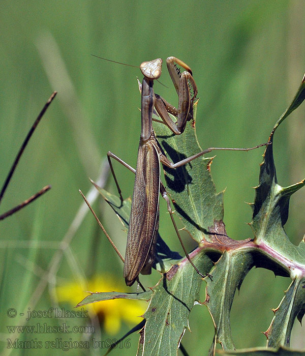 Mantis religiosa Kudlanka nábožná