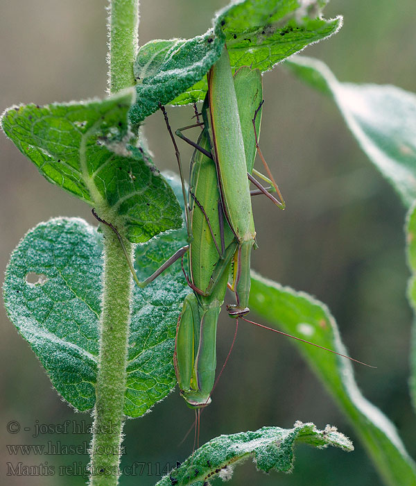 Kudlanka nábožná Mantis religiosa