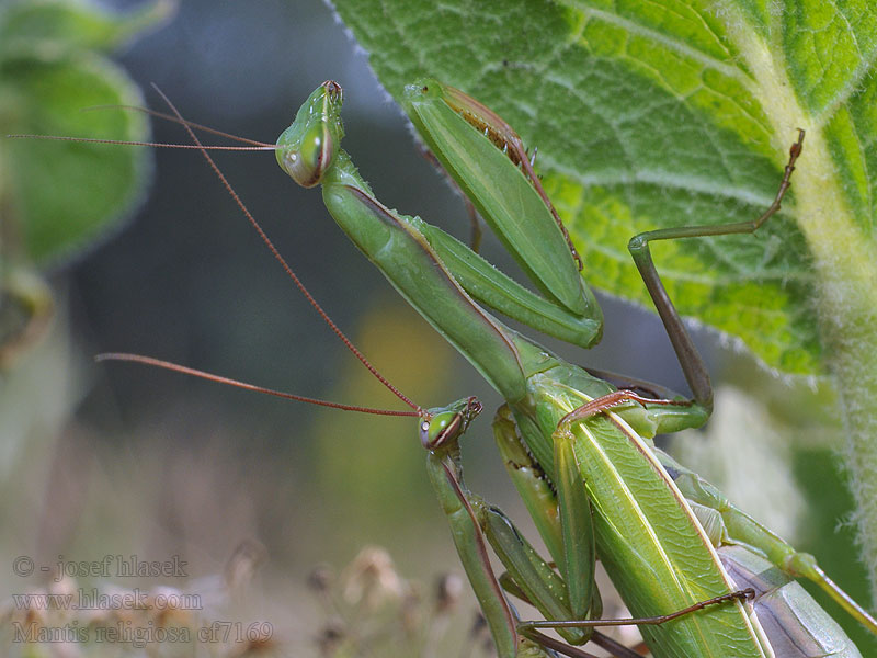 Mantis religiosa