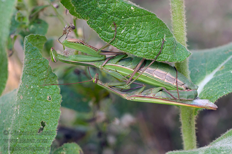 Mantis religiosa