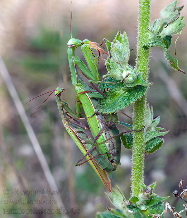 Mantis religiosa