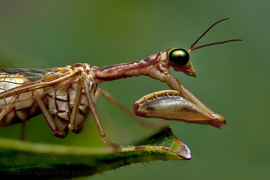 Mantispa aphavexelte
