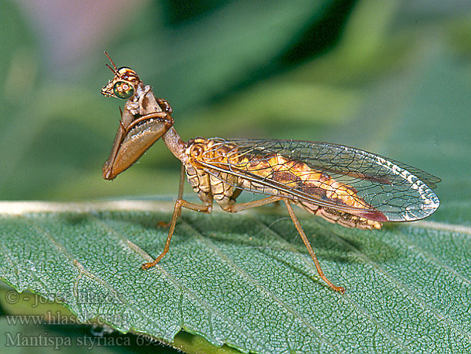 Chwytówka modliszkowata Mantispa styriaca Pakudlanka jižní Mantispe commun European mantispid Styrian Praying Lacewing Pamodlivka dlhokrká Fogólábú fátyolka Steirischer Fanghaft 欧洲螳蛉 Мантиспа обыкновенная