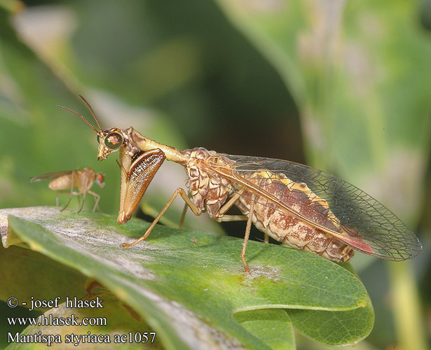 Mantispa styriaca Pakudlanka jižní Mantispe commun European mantispid Styrian Praying Lacewing Pamodlivka dlhokrká Fogólábú fátyolka Steirischer Fanghaft 欧洲螳蛉 Chwytówka modliszkowata Мантиспа обыкновенная