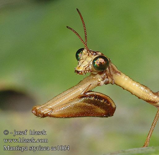 欧洲螳蛉 Chwytówka modliszkowata Мантиспа обыкновенная Mantispa styriaca Pakudlanka jižní Mantispe commun European mantispid Styrian Praying Lacewing Pamodlivka dlhokrká Fogólábú fátyolka Steirischer Fanghaft