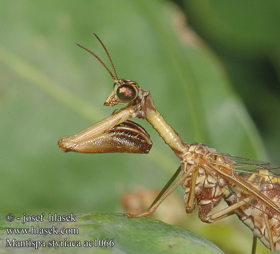 欧洲螳蛉 Chwytówka modliszkowata Мантиспа обыкновенная Mantispa styriaca Pakudlanka jižní Mantispe commun European mantispid Styrian Praying Lacewing Pamodlivka dlhokrká Fogólábú fátyolka Steirischer Fanghaft