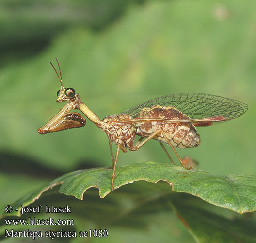 欧洲螳蛉 Мантиспа обыкновенная Chwytówka modliszkowata Mantispa styriaca Pakudlanka jižní Mantispe commun European mantispid Styrian Praying Lacewing Pamodlivka dlhokrká Fogólábú fátyolka Steirischer Fanghaft