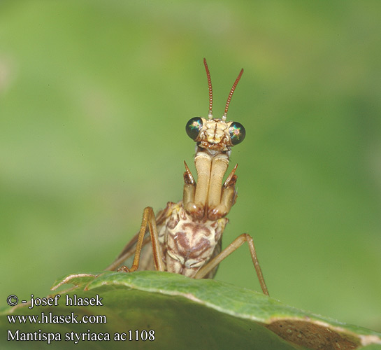 欧洲螳蛉 Мантиспа обыкновенная Chwytówka modliszkowata Mantispa styriaca Pakudlanka jižní Mantispe commun European mantispid Styrian Praying Lacewing Pamodlivka dlhokrká Fogólábú fátyolka Steirischer Fanghaft