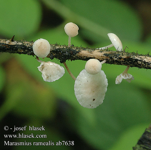 Marasmiellus ramealis ab7638