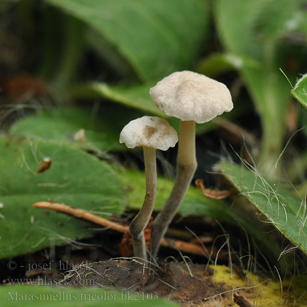 Marasmiellus tricolor Špička trojbarvá Trefarvet bruskhat Driekleurig Ruitertje Dreifarbiger Zwergschwindling Gräsbrosking