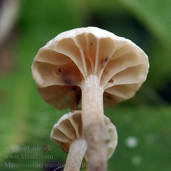 Marasmiellus tricolor bk2109