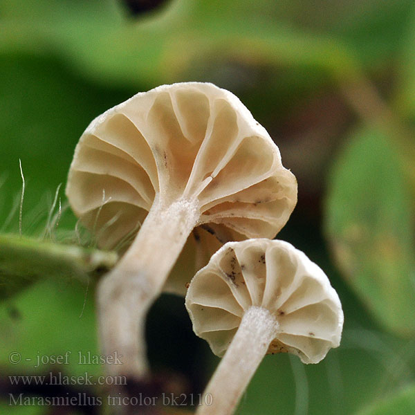 Marasmiellus tricolor bk2110