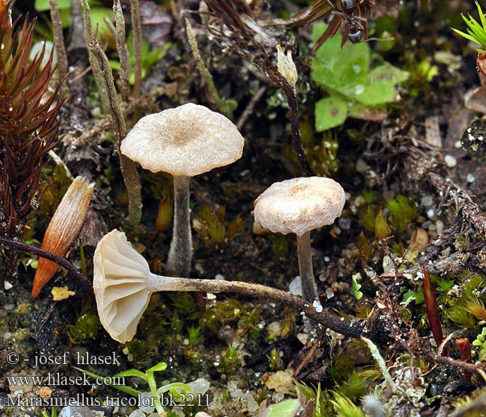 Marasmiellus tricolor bk2211