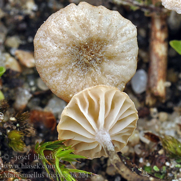 Marasmiellus tricolor bk2213