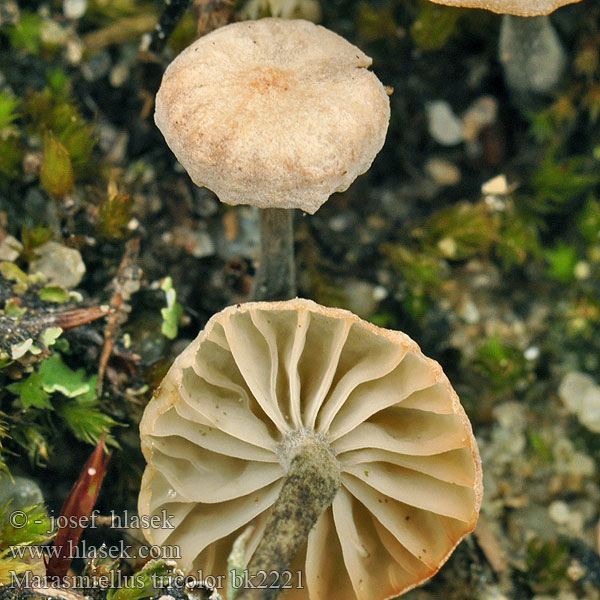 Marasmiellus tricolor bk2221