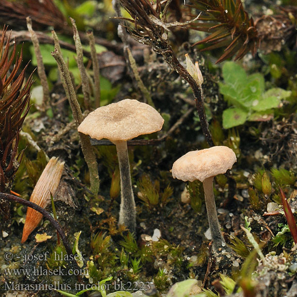 Marasmiellus tricolor bk2223