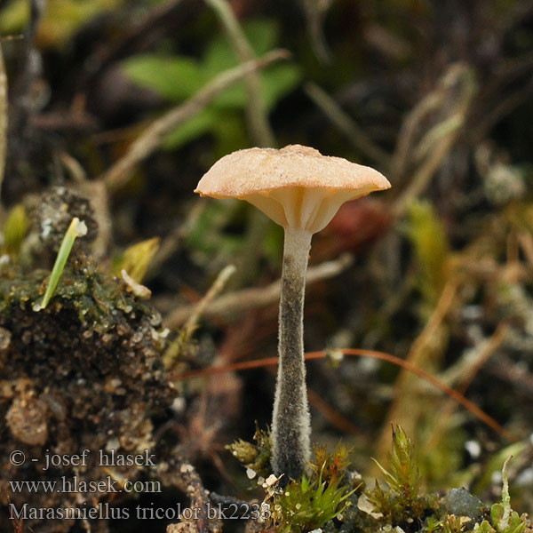 Marasmiellus tricolor bk2233