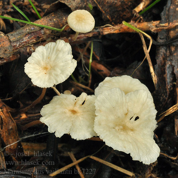 Marasmiellus vaillantii bk7227