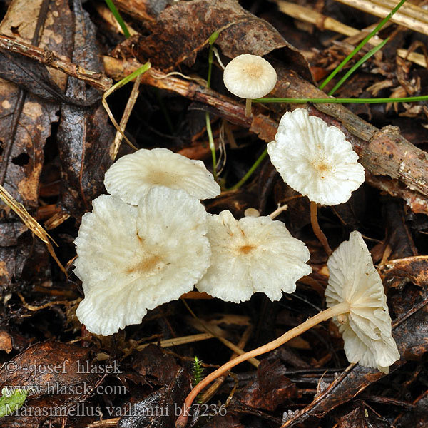 Marasmiellus vaillantii bk7236