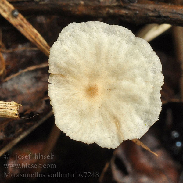 Marasmiellus vaillantii bk7248