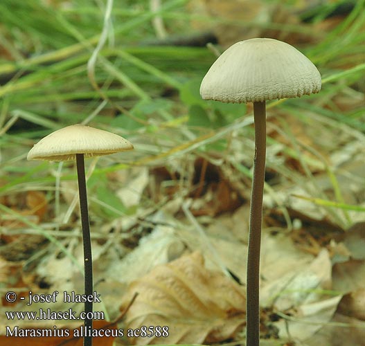 Marasmius alliaceus Marasme alliacé odeur d'ail Saitenstieliger Knoblauchschwindling Langstieliger Twardzioszek czosnkowy Feketetönkű szegfűgomba Pereszkefélék Tanečnica cesnaková Špička cibulová Stor Løg-Bruskhat Lukova sehlica Garlic Marasmius Grote knoflooktaailing Stor løksopp Stor lökbrosking Чесночник большой