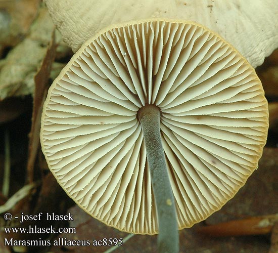 Marasmius alliaceus Twardzioszek czosnkowy Feketetönkű szegfűgomba Pereszkefélék Tanečnica cesnaková Špička cibulová Stor Løg-Bruskhat Lukova sehlica Garlic Marasmius Grote knoflooktaailing Stor løksopp Stor lökbrosking Чесночник большой Marasme alliacé odeur d'ail Saitenstieliger Knoblauchschwindling Langstieliger