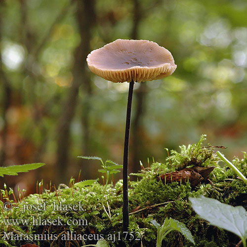 Marasmius alliaceus Špička cibulová Stor Løg-Bruskhat Lukova sehlica Garlic Marasmius Grote knoflooktaailing Stor løksopp Stor lökbrosking Чесночник большой Marasme alliacé odeur d'ail Saitenstieliger Knoblauchschwindling Langstieliger Twardzioszek czosnkowy Feketetönkű szegfűgomba Pereszkefélék Tanečnica cesnaková