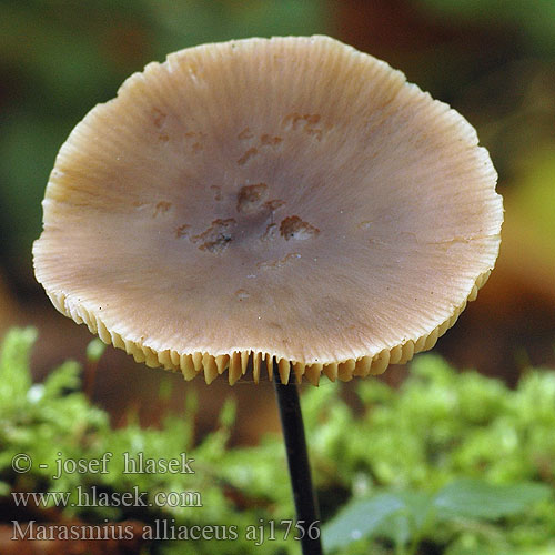 Marasmius alliaceus Grote knoflooktaailing Stor løksopp Stor lökbrosking Чесночник большой Marasme alliacé odeur d'ail Saitenstieliger Knoblauchschwindling Langstieliger Twardzioszek czosnkowy Feketetönkű szegfűgomba Pereszkefélék Tanečnica cesnaková Špička cibulová Stor Løg-Bruskhat Lukova sehlica Garlic Marasmius