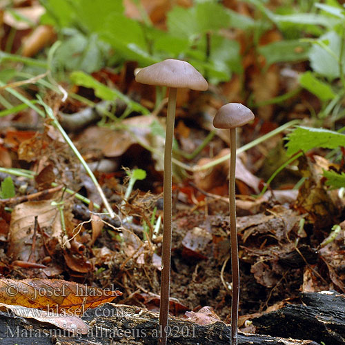 Marasmius alliaceus al9201