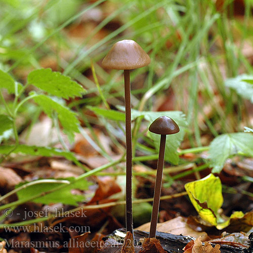 Knoblauchschwindling Langstieliger Twardzioszek czosnkowy Feketetönkű szegfűgomba Pereszkefélék Tanečnica cesnaková Špička cibulová Stor Løg-Bruskhat Lukova sehlica Garlic Marasmius alliaceus Grote knoflooktaailing Stor løksopp Stor lökbrosking Чесночник большой Marasme alliacé odeur d'ail Saitenstieliger