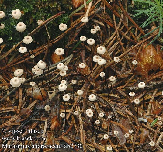 Marasmius androsaceus ab2730