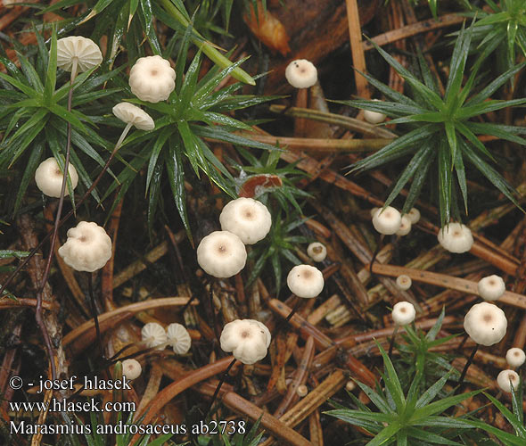 Marasmius androsaceus ab2738