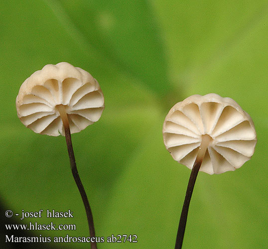 Marasmius androsaceus Чесночник тычинковидный щетинконожковый