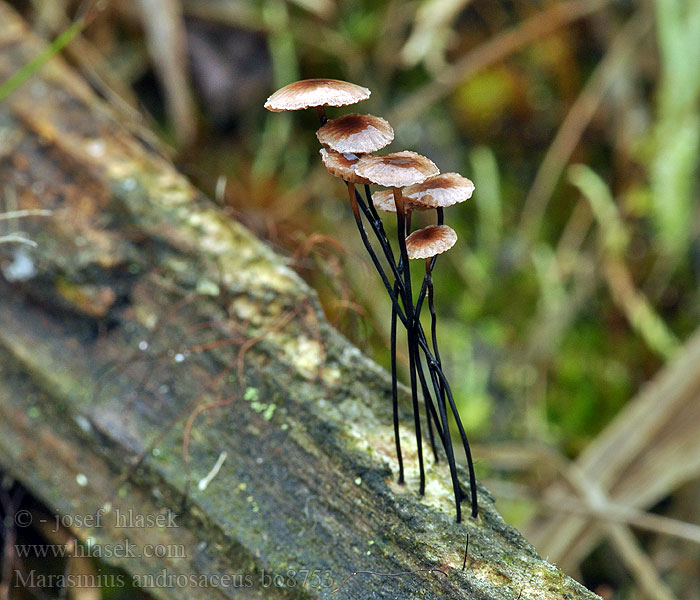 Marasmius androsaceus Setulipe Horse Hair Fungus Lyngseigsopp