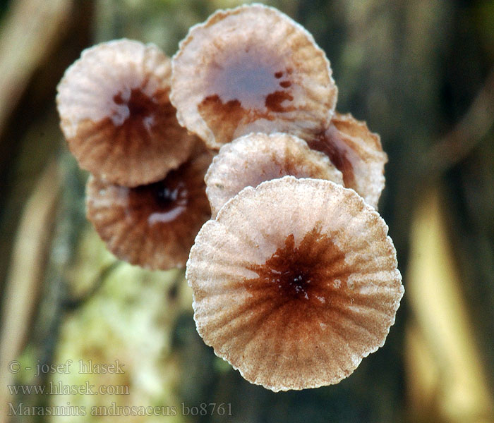 Marasmius_androsaceus_bo8761