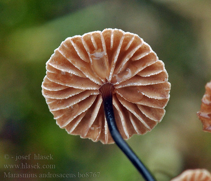 Marasmius androsaceus Trådstokket Bruskhat Jouhinahikas Tagelbrosking