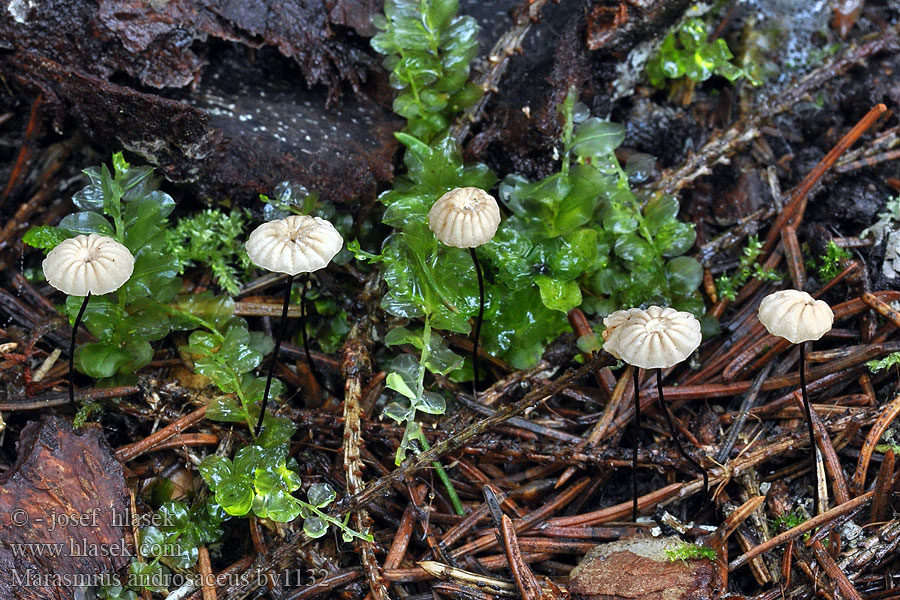 Marasmius androsaceus Setulipes Špička žíněná