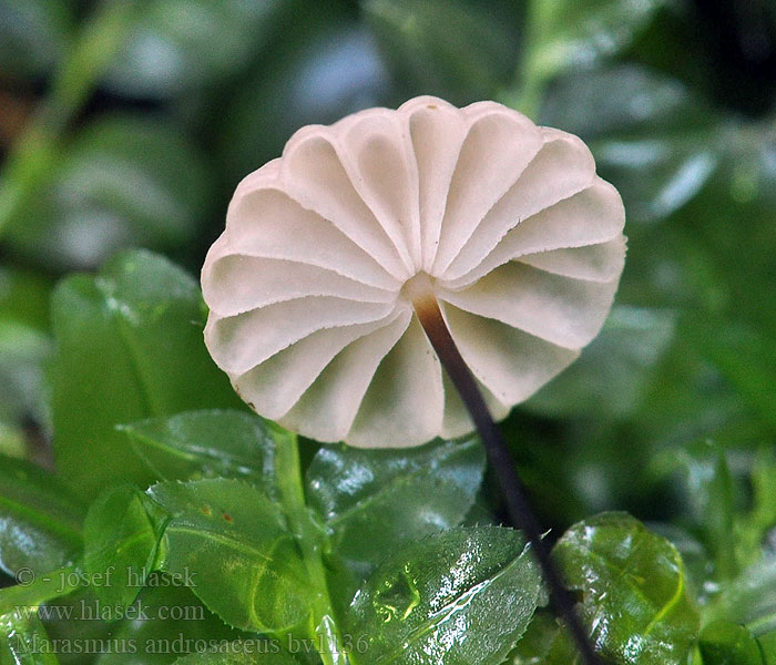 Marasmius androsaceus Szczetkostopek szpilkowy Twardzioszek