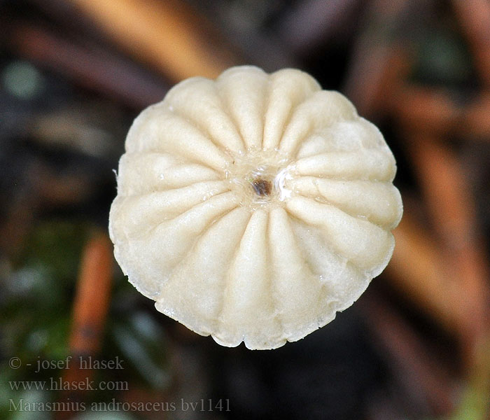 Marasmius androsaceus Horse Hair Fungus