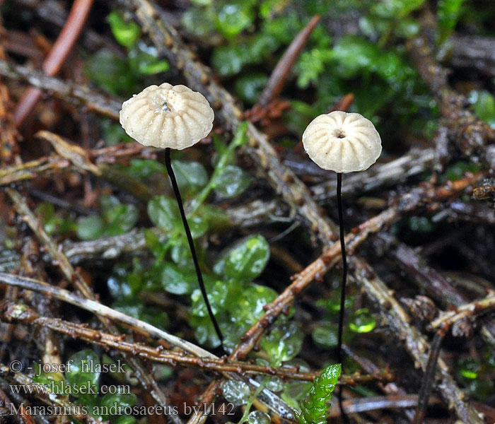 Marasmius androsaceus Setulipes Marasme crins