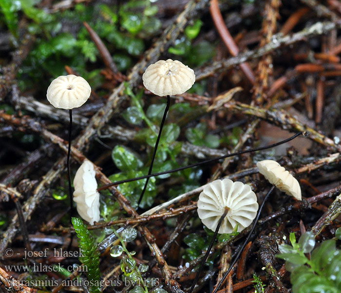 Marasmius androsaceus Setulipes Paardenhaartaailing