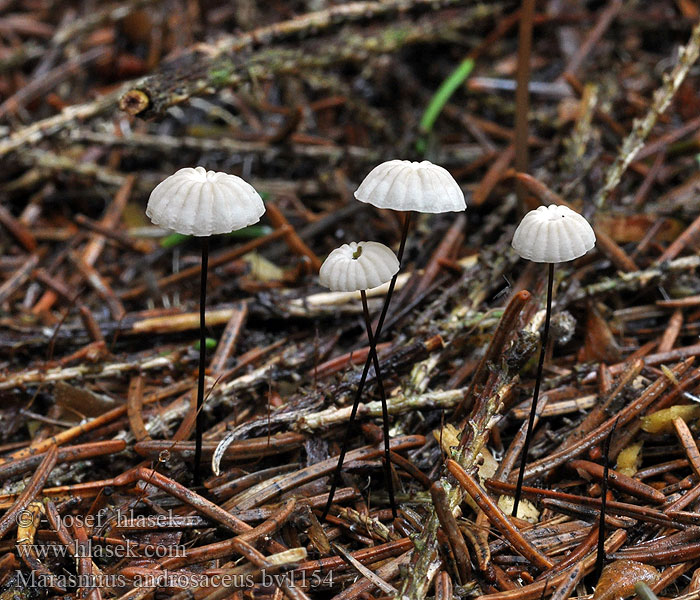 Marasmius androsaceus Setulipes Špička žíněná