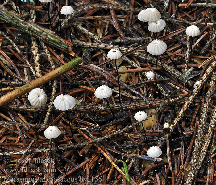 Marasmius androsaceus Rosshaar-Schwindling Rosshaarschwindling