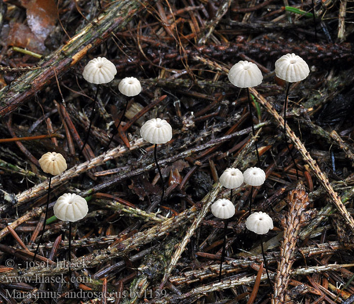 Marasmius androsaceus Lyngseigsopp Trådstokket Bruskhat