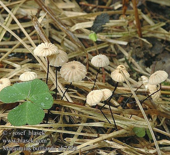 Marasmius bulliardii Špička Bulliardova Tanečnica Bulliardova Twardzioszek nalistny Dwergwieltje Käsepilzchen Nadelstreu-Käsepilzchen Furet bruskhat