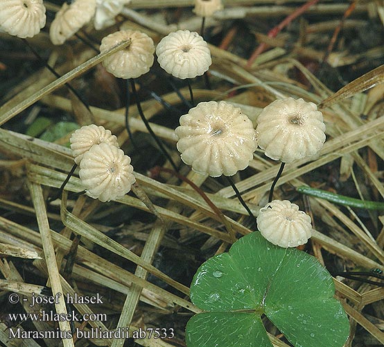 Marasmius bulliardii Twardzioszek nalistny Dwergwieltje Käsepilzchen Nadelstreu-Käsepilzchen Furet bruskhat Špička Bulliardova Tanečnica Bulliardova