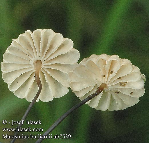 Marasmius bulliardii ab7539